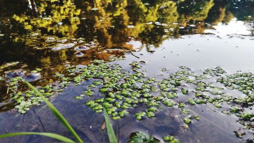 Close-up of leaves floating on lake