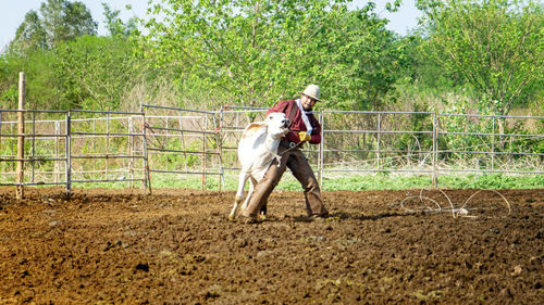 Full length of a horse standing in ranch