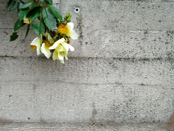 Close-up of yellow flowers against wall