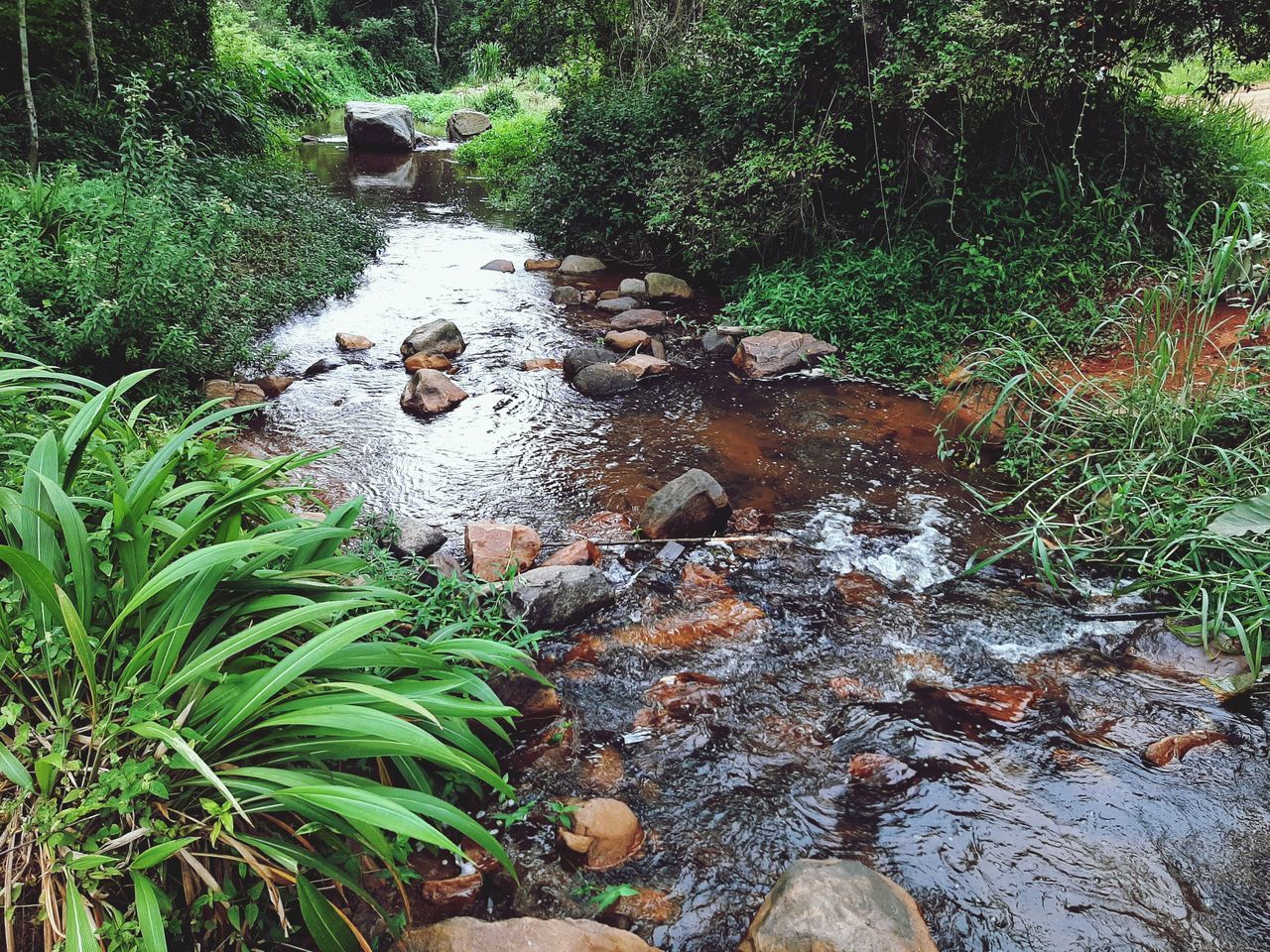 plant, stream, nature, growth, tree, day, land, water, pond, rock, beauty in nature, green, no people, forest, tranquility, high angle view, woodland, downloading, body of water, watercourse, wilderness, outdoors, water feature, flowing water, stream bed, tranquil scene, jungle, creek, grass, scenics - nature, stone, rainforest, non-urban scene, natural environment