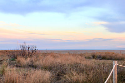 Scenic view of field against sky during sunset