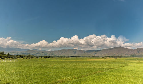 Scenic view of field against sky