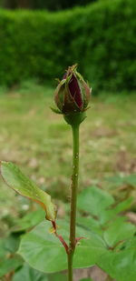 Close-up of red flowering plant