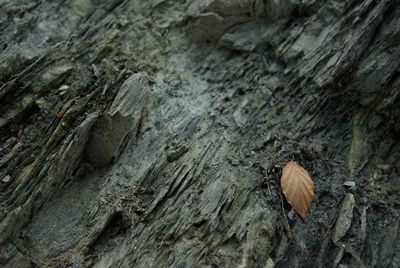 Close-up of tree trunk