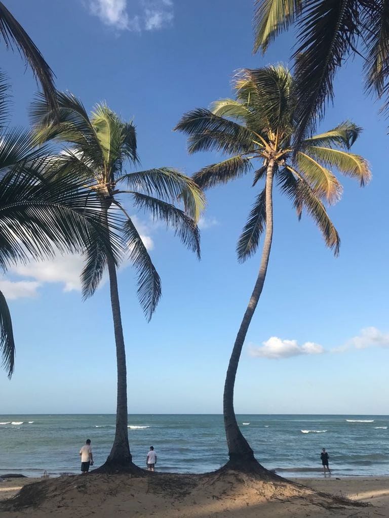 sea, water, beach, land, tropical climate, palm tree, sky, tree, body of water, nature, ocean, horizon over water, beauty in nature, plant, scenics - nature, horizon, coast, holiday, vacation, trip, travel destinations, coconut palm tree, tranquility, sand, tropics, shore, tranquil scene, travel, cloud, blue, idyllic, outdoors, tropical tree, island, day, tourism, leisure activity, environment, coastline, sunlight, relaxation, sports, seascape, tourist, summer, bay, adult, water's edge, motion