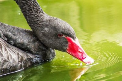 Close-up of bird in water