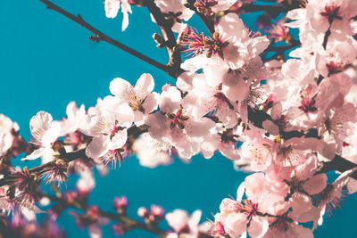 Low angle view of flowers blooming on tree