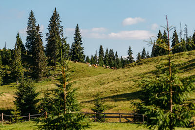 Pine trees on field against sky