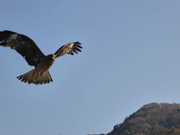 Low angle view of eagle flying in sky