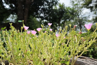 Close-up of pink flowering plants on field