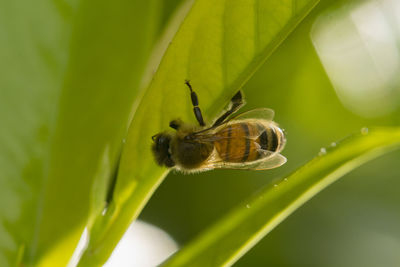 Close-up of butterfly pollinating flower