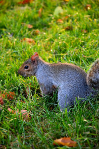 Side view of squirrel on field