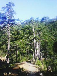 Scenic view of trees in forest against sky