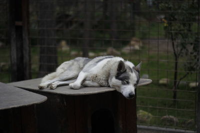 Dog relaxing on top of cage