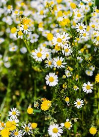 Close-up of white daisy flowers