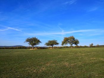 Trees on field against blue sky