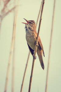 Low angle view of bird singing on stem