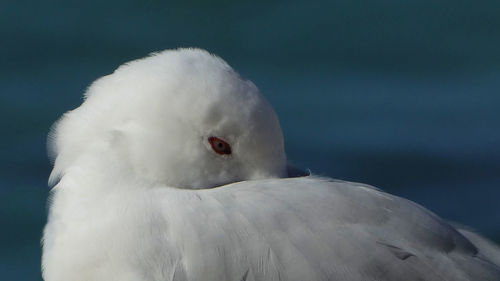 Close up of seagull birds relaxing on the beach