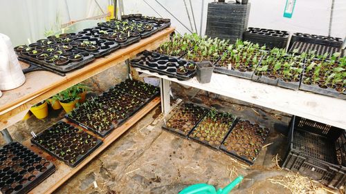 High angle view of potted plants in greenhouse