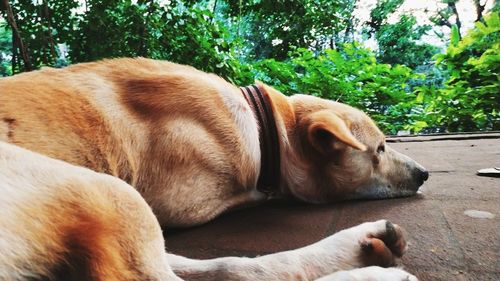 Close-up of a dog sleeping