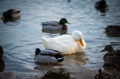 Ducks swimming in lake