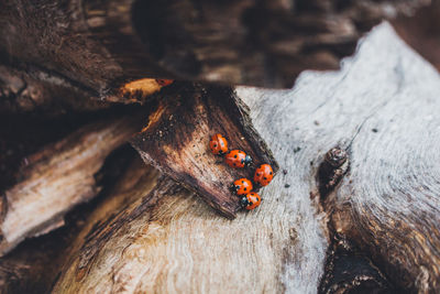 Close-up of bugs on wood