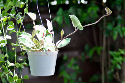 Close-up of potted plant