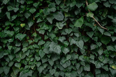 Ivy wall texture. decorative natural natural background of evergreens. the concept of ecology