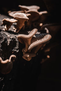 Close-up of mushroom growing on plant