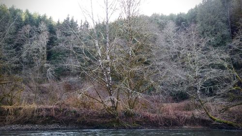 Close-up of wet tree against sky