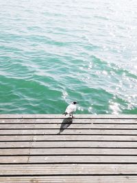 High angle view of seagull flying over sea