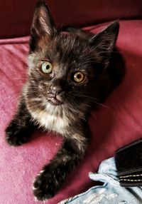 Close-up portrait of a cat