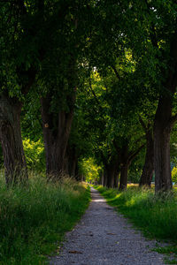 Road amidst trees in forest