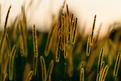 Close-up of wheat field