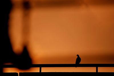 Silhouette bird standing by sea against sky during sunset