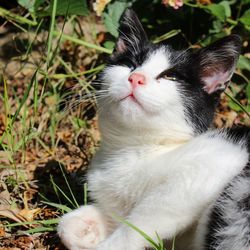 Close-up of cat sitting on grass