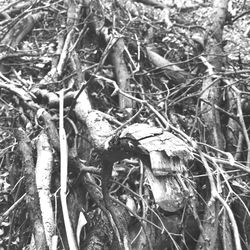 Close-up of twigs in forest