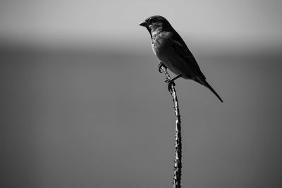 Close-up of bird perching on a pole