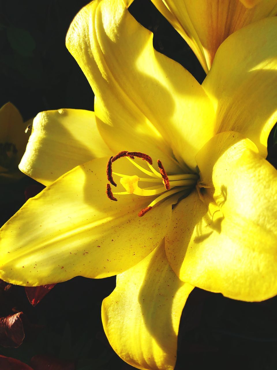 CLOSE-UP OF YELLOW LILIES