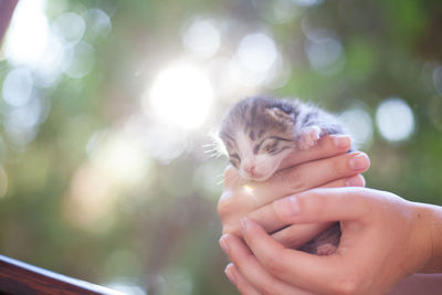 Human holding a kitten