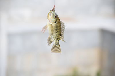 Dead fish hanging by hook