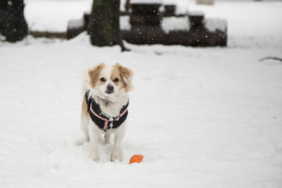 Portrait of dog on snow covered field