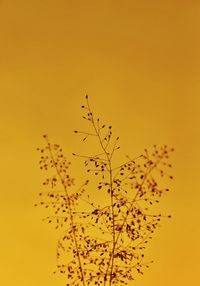 Low angle view of plant against orange sky