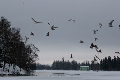 Flock of birds flying in sky
