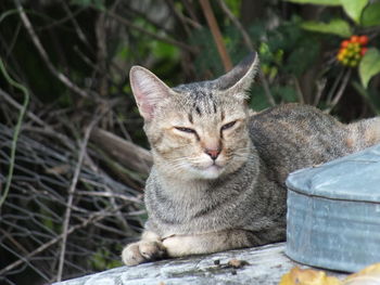 Close-up portrait of a cat sitting outdoors