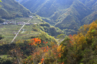 High angle view of trees in forest during autumn