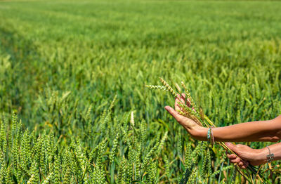 Spelt field with woman holding a spikelet