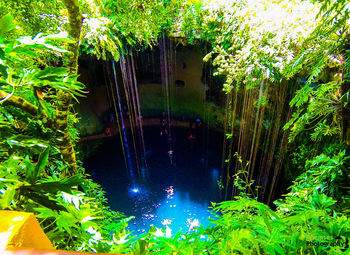 Reflection of trees in water