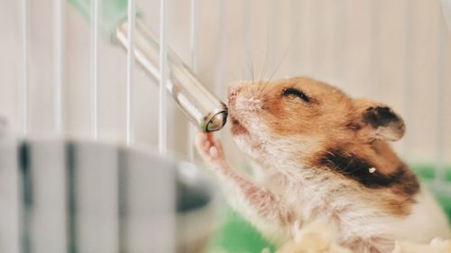 Close-up of an animal in cage