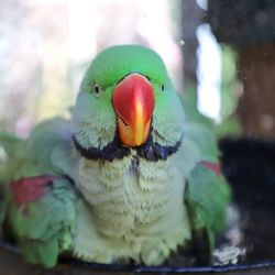 Close-up of a parrot